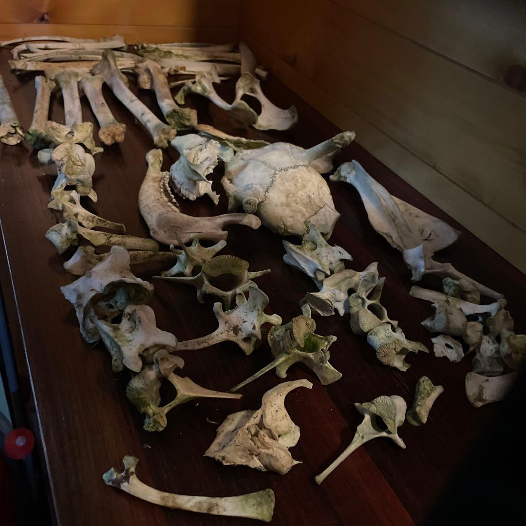 _*様 激レア美品　鹿の骨 鹿の骨 | wajica -わじか-