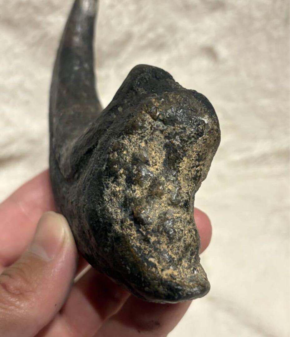 アフロベナトル 爪 化石 恐竜 /ティラノサウルス、スピノサウルス