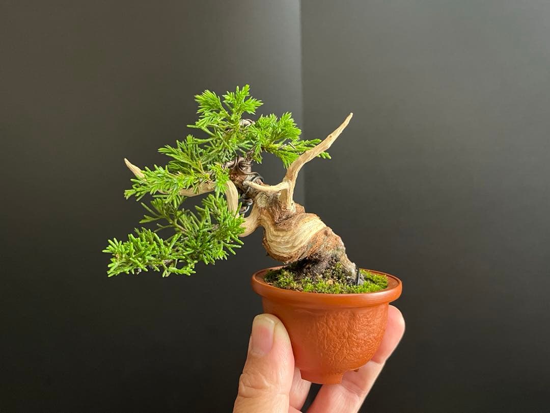真柏盆栽 糸魚川真柏 ミニ真柏 捻転シャリ幹 樹高8.5cm ミニ盆栽