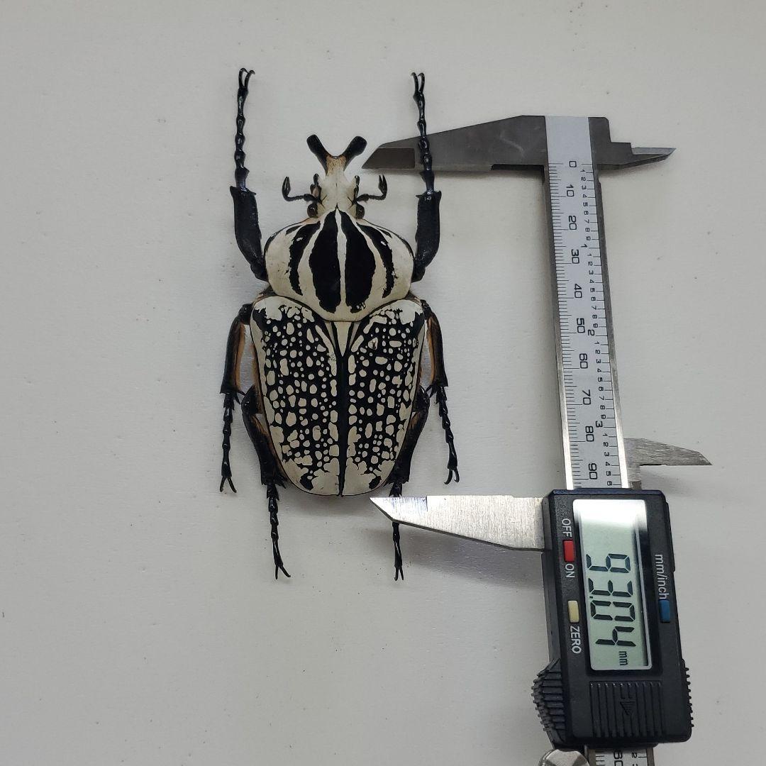 カ*ボ様 【国産蝶標本】タカネヒカゲ/長野県-富山県.鹿島槍産/41mmの