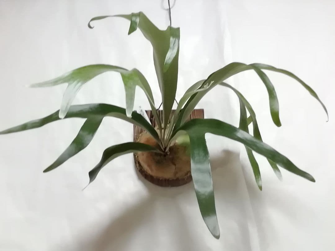 help help helpウイリンキー変異個体株　格好良い大株