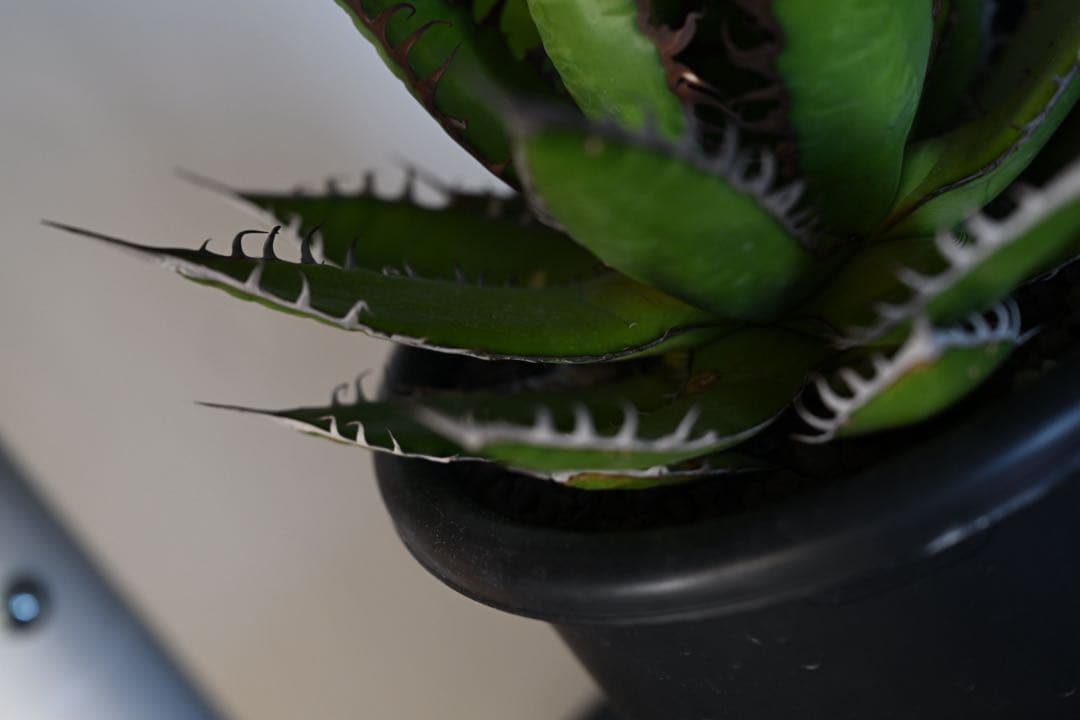 アガベ ホリダ 極上株 強棘 狂刺 - メルカリ