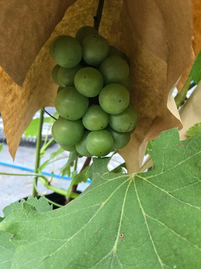 クリスマスローズ 最新花！sdキラメキ✩チョコレート 加藤農園