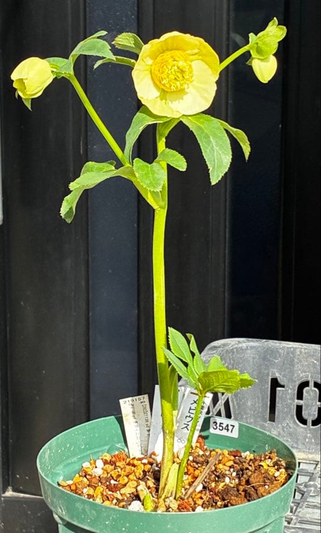 の*ん様 547☘️蕾花タグ付☘️超レア☘️極上☘️メビウス♾️[千重咲き]⭐️