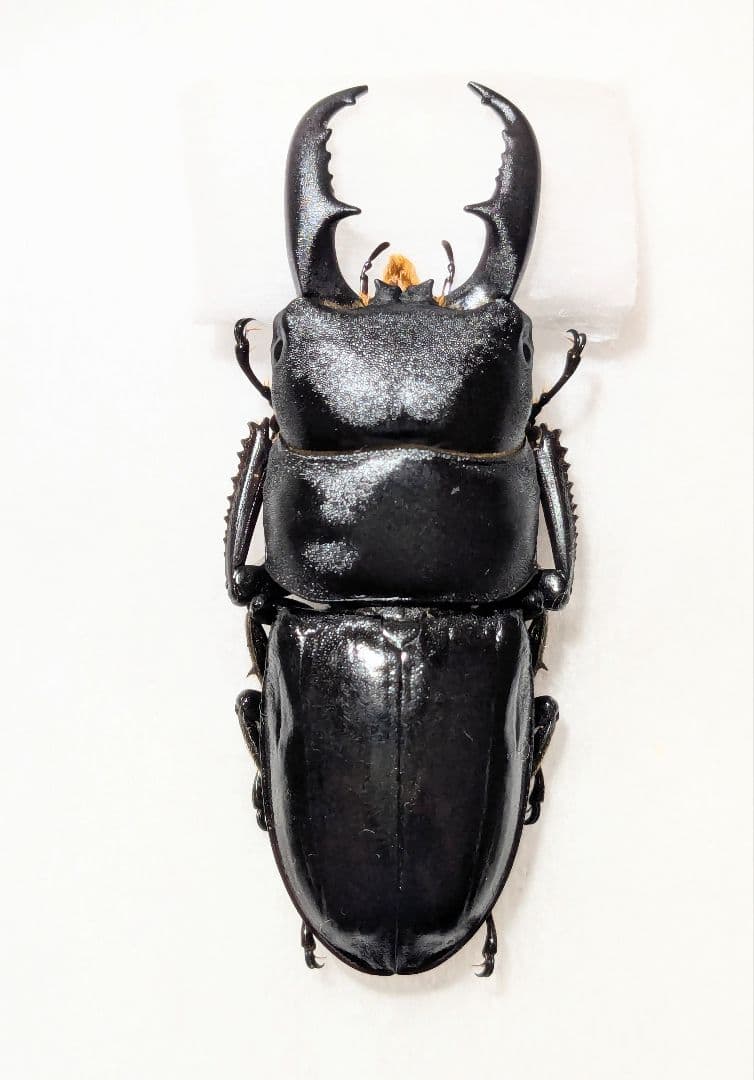 八丈　ハチジョウヒラタ ハチジョウヒラタクワガタ A型（東京都八丈町某所産）WF1 飼育記録