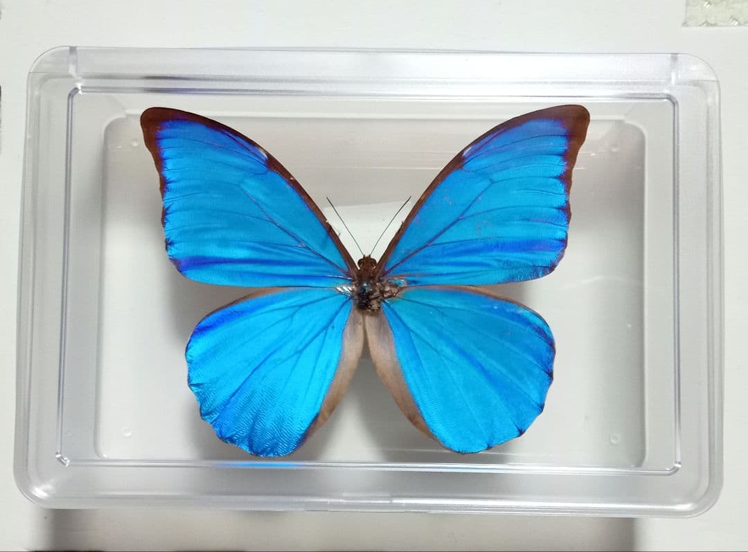 蝶標本 アナクシビアモルフォ ブラジル - メルカリ