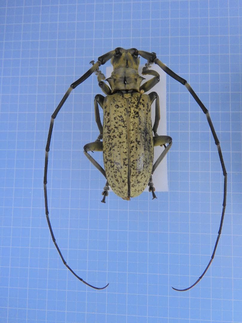 タイ産　大型フトカミキリ　現在入荷皆無　69mm タイ産 大型フトカミキリ 現在入荷皆無 69mm タイ産 大型フトカミキリ