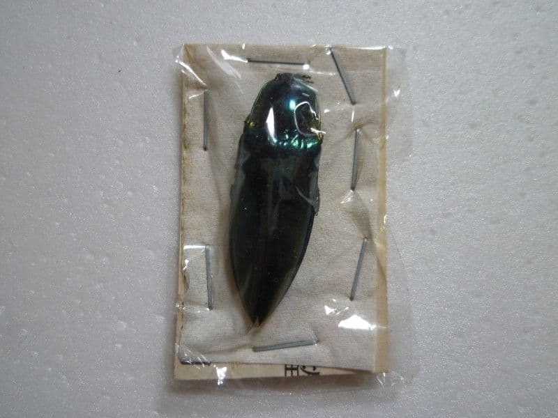 レア極上品羽根TT0091虫入り琥珀化石ミャンマーカムティかタナイ9900万年前