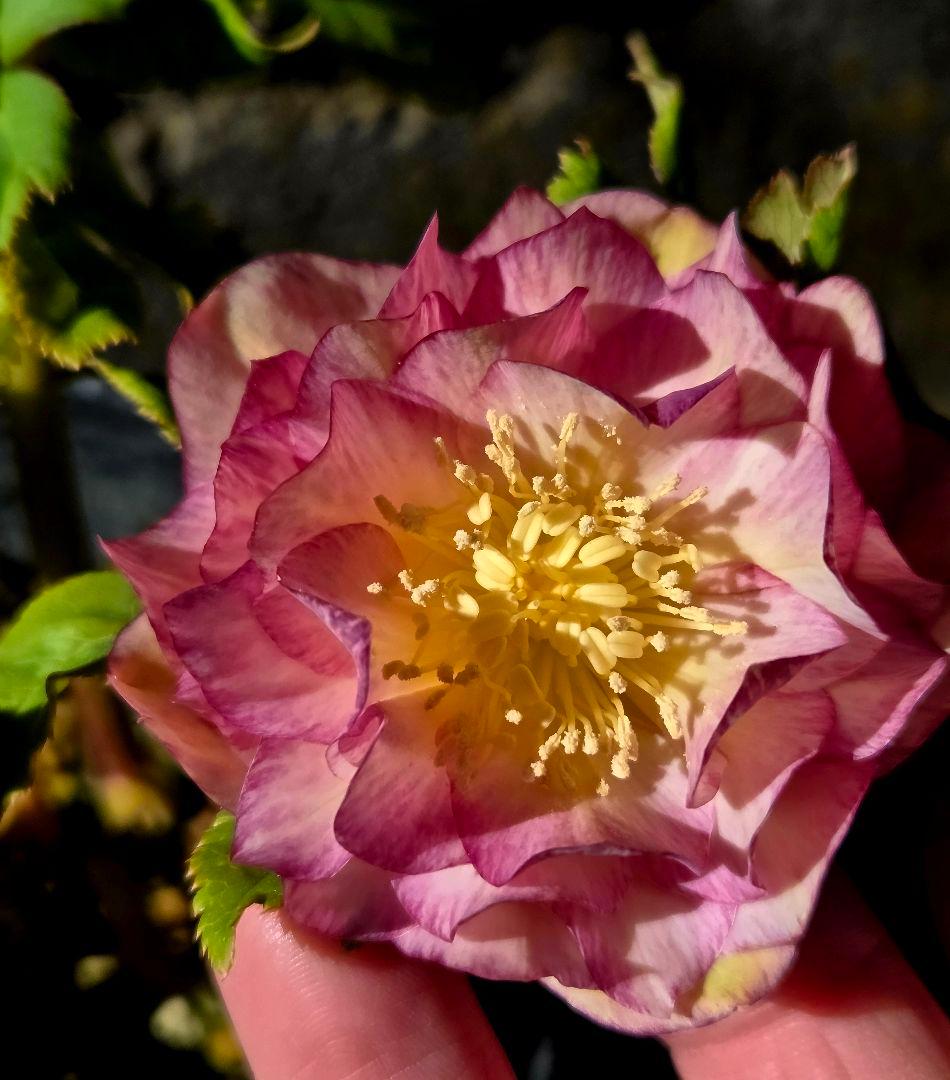 クリスマスローズ　絞り　ユキノリ 希少‼️④加藤農園さんのプレミアムクリスマスローズ 和風彩色絞り