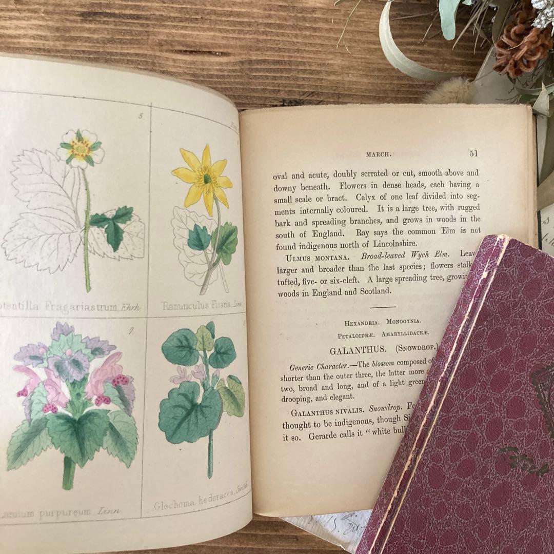 L833洋書古書 【1852年発行】大変希少なイギリスのアンティーク植物