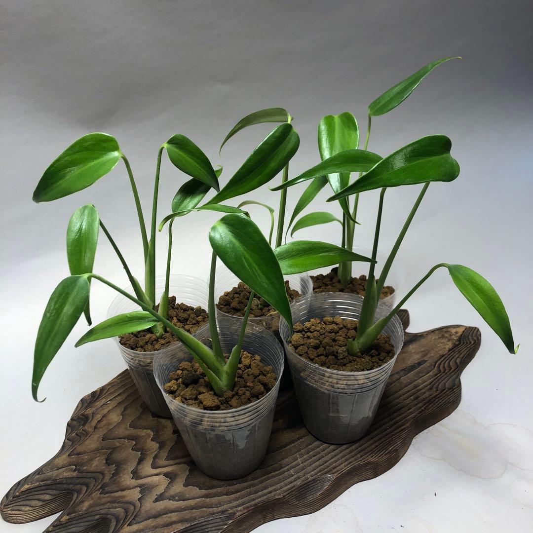 MS58 5株セットモンステラ バールマルクスフレーム - メルカリ