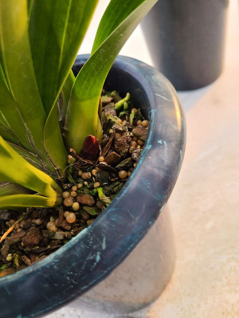 フォアゴットンフルーツ。花芽合計17個。5鉢セット。蜜蜂誘引蘭