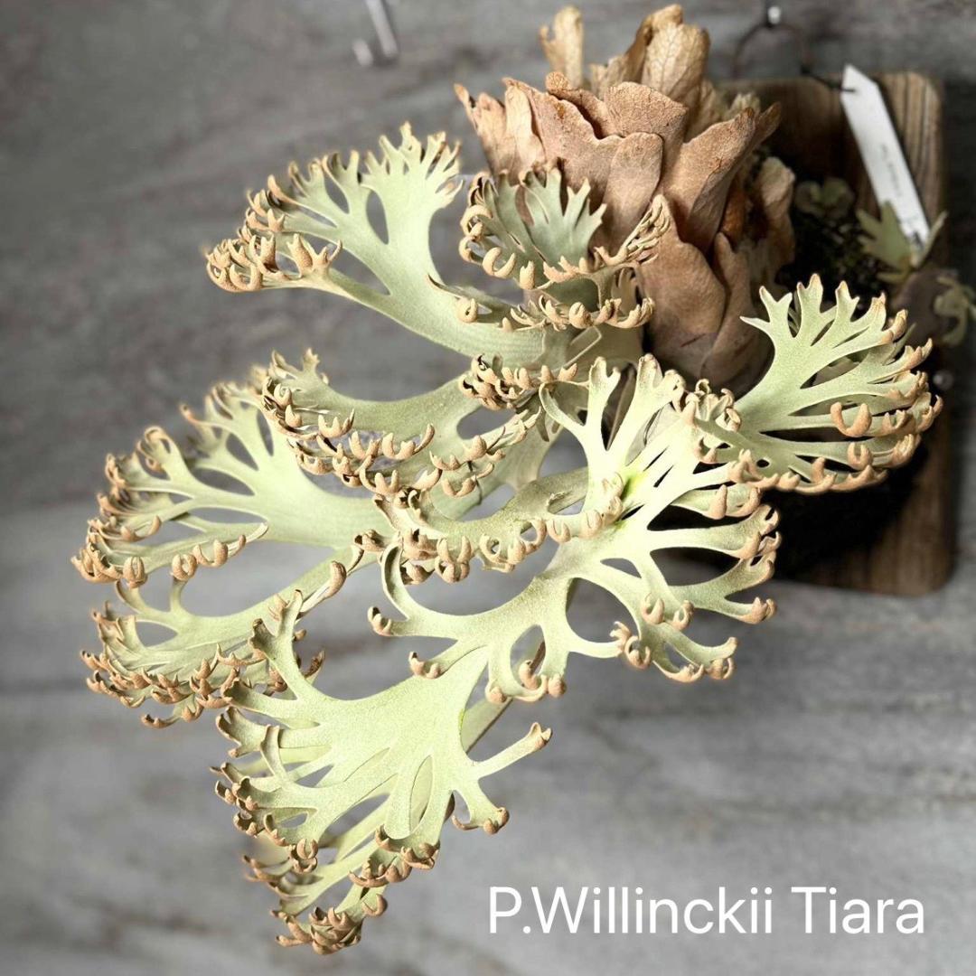 P.Willinckii Tiara spore 01 - メルカリ