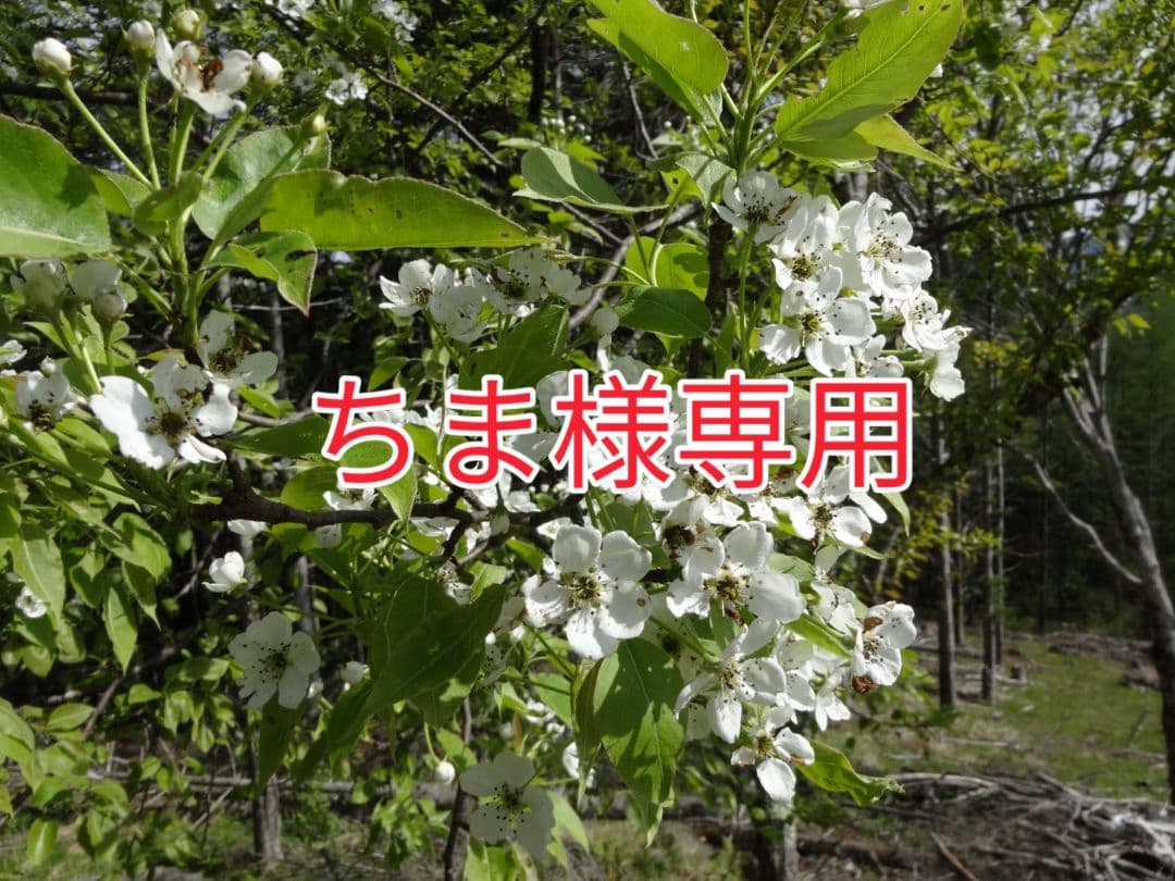 ちま品!!花貫ペグマタイト 濁手椿文花瓶（14代 酒井田柿右衛門）/ Nigoshide Vase with Design of