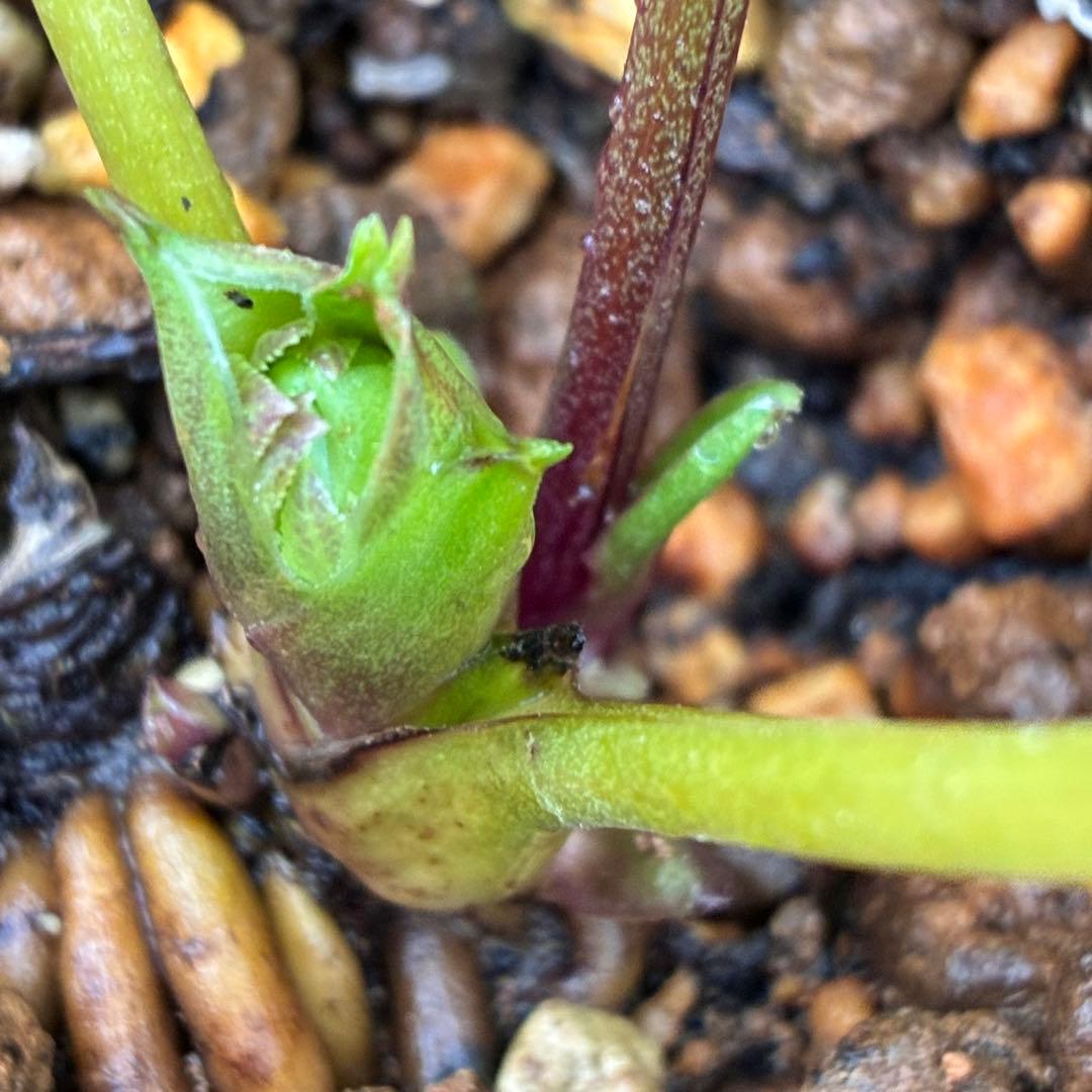 の*ん様 ☘️蕾付き☘️3333⭐️超小輪⭐️ダークピコ⭐️コンパクト⭐️トルカ