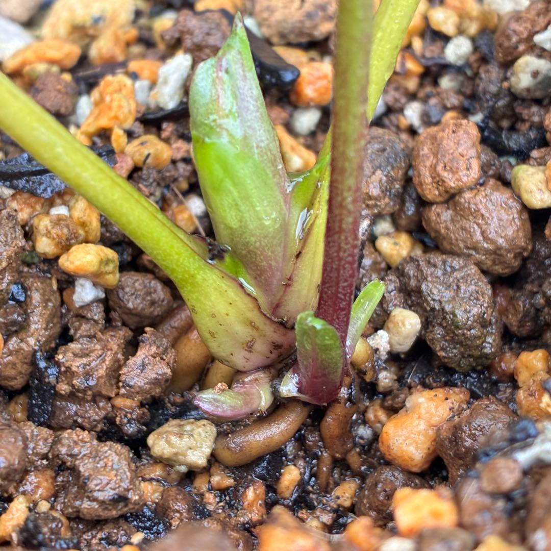 の*ん様 ☘️蕾付き☘️3333⭐️超小輪⭐️ダークピコ⭐️コンパクト⭐️トルカ