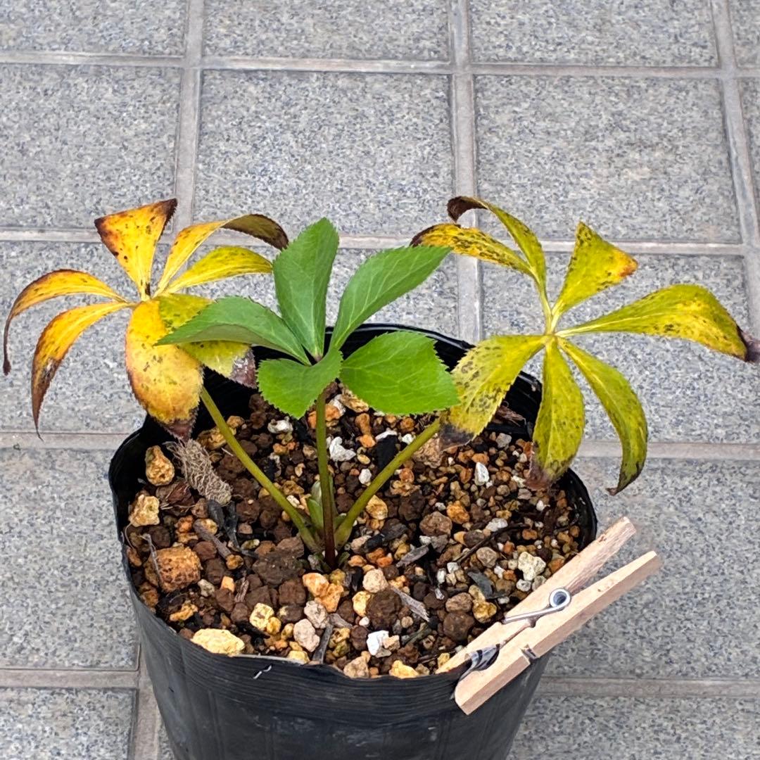 の*ん様 ☘️蕾付き☘️3333⭐️超小輪⭐️ダークピコ⭐️コンパクト⭐️トルカ