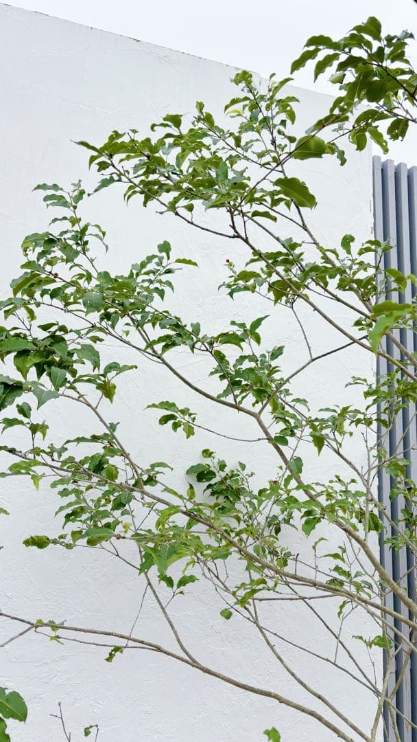 希少。山採りソヨゴ雌株2.6M(鉢底から)