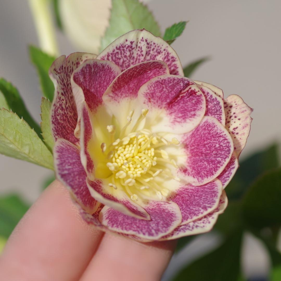 5668 認定 エクリプス クリスマスローズ開花 加藤農園 - メルカリ