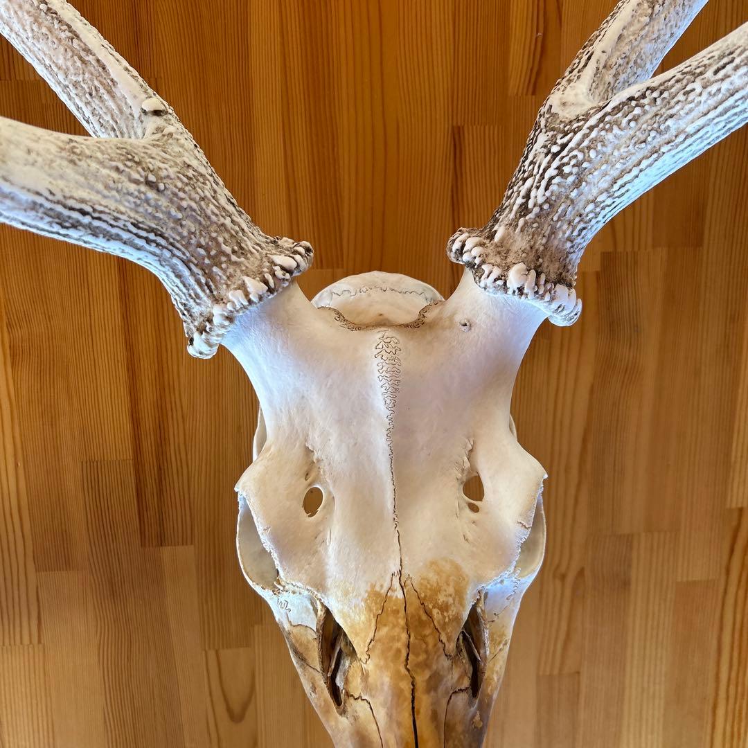 鹿の角 両角 顔付き エゾシカの角 - メルカリ