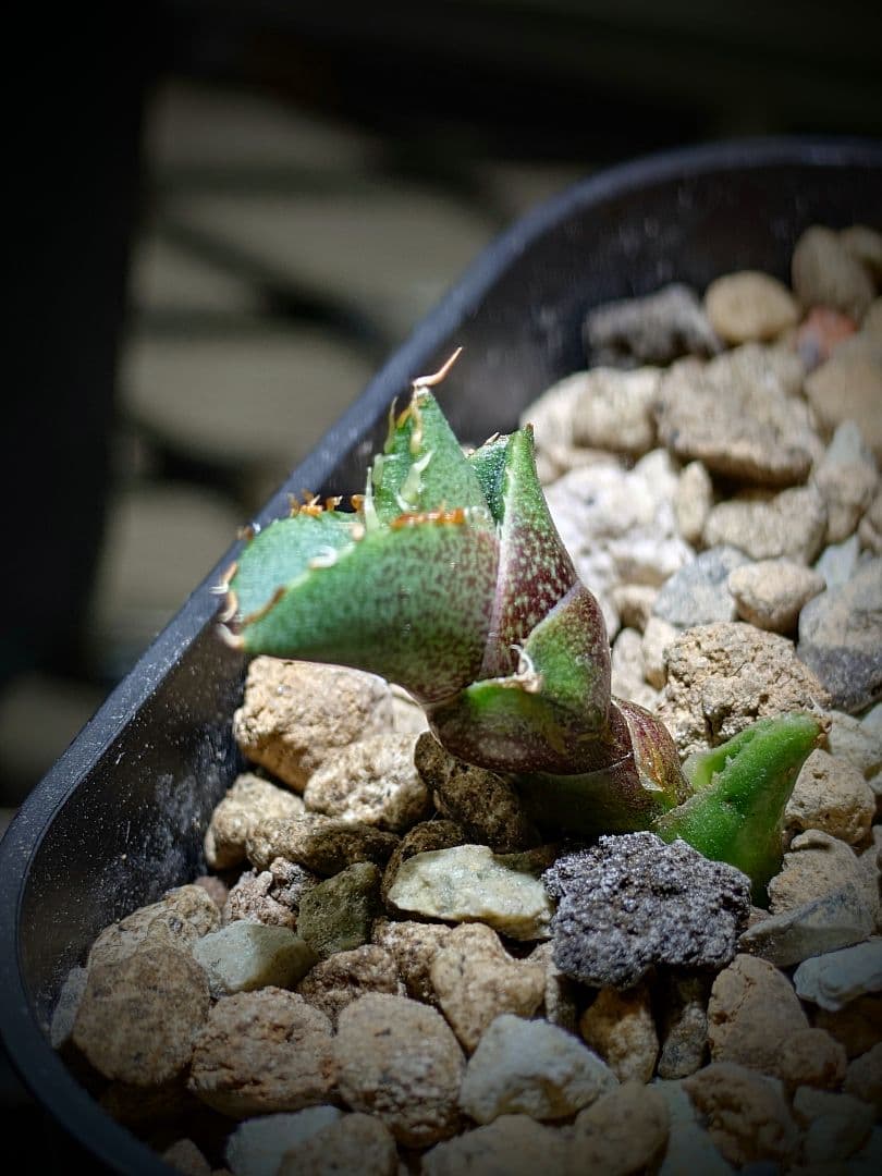 アガベ チタノタ コンパクト実生株 発根済み子株