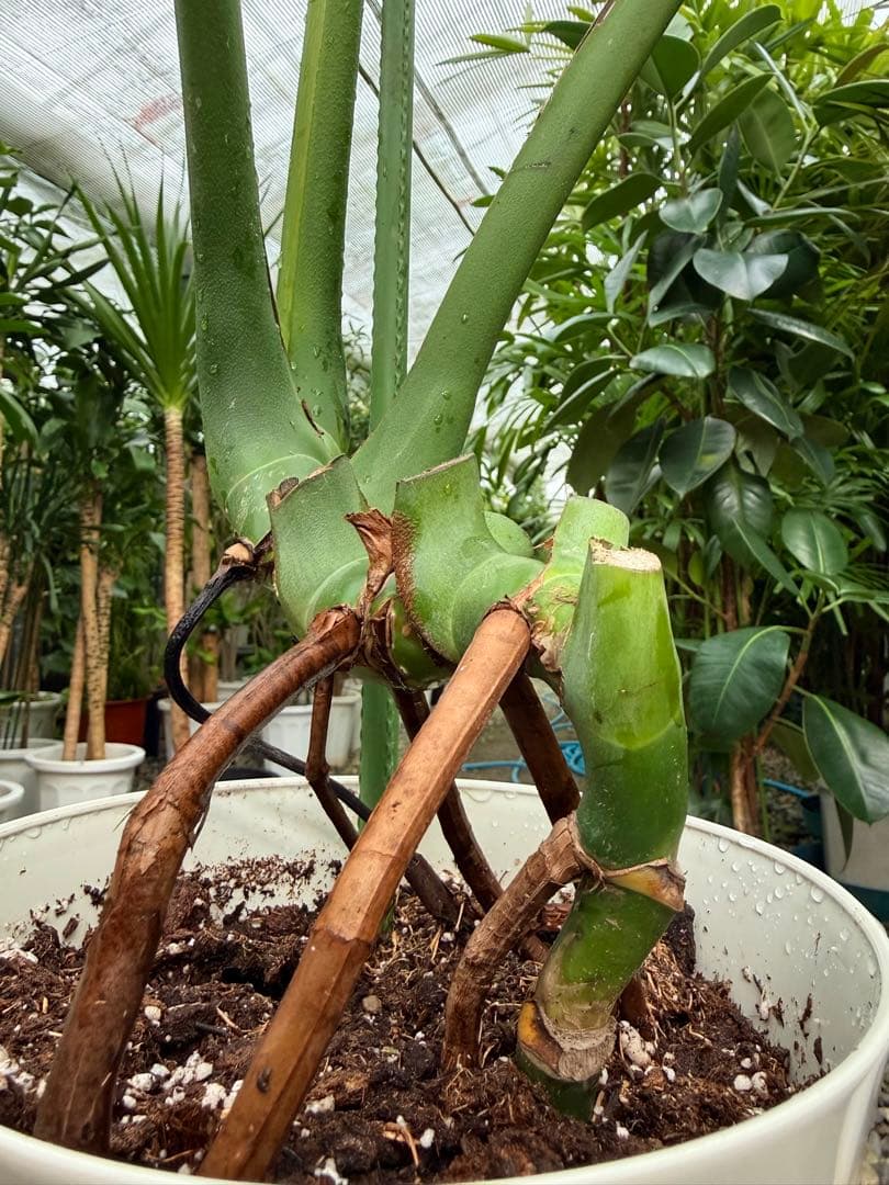 特級品】モンステラ デリシオーサ 根上り 幹上がり 特大極上苗 7号鉢