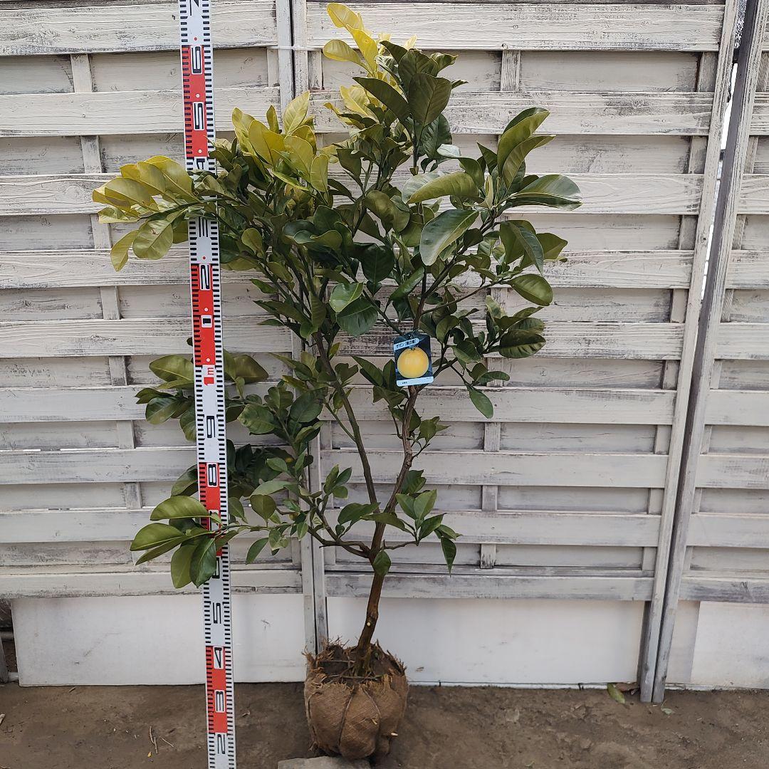 ドットさま専用 他の方は買えません