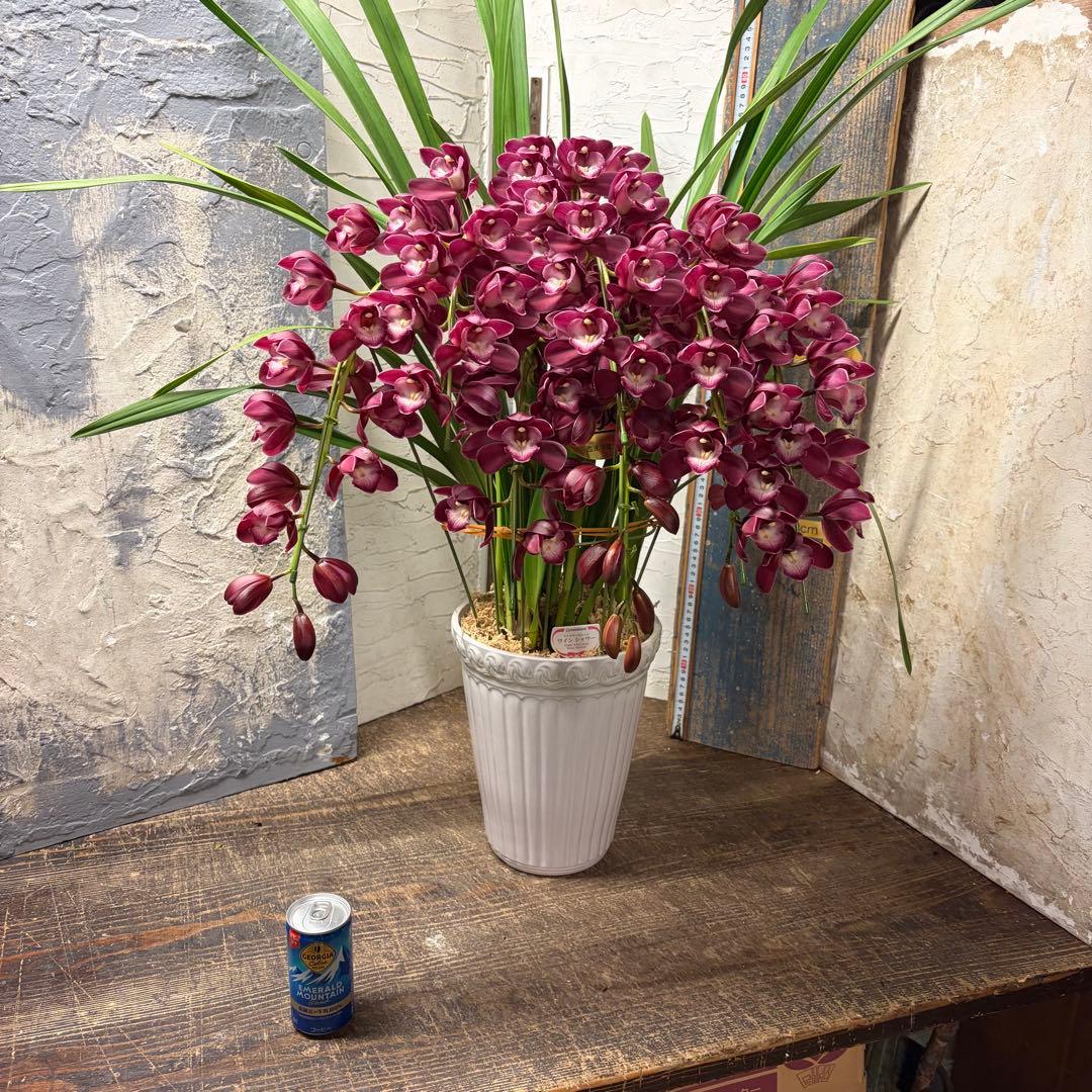 s*a様 【特選】　シンビジューム　ワインシャワー　アーチ　7寸7本立ち シンビジューム・ワインシャワー アーチ仕立て3本立| 種・苗