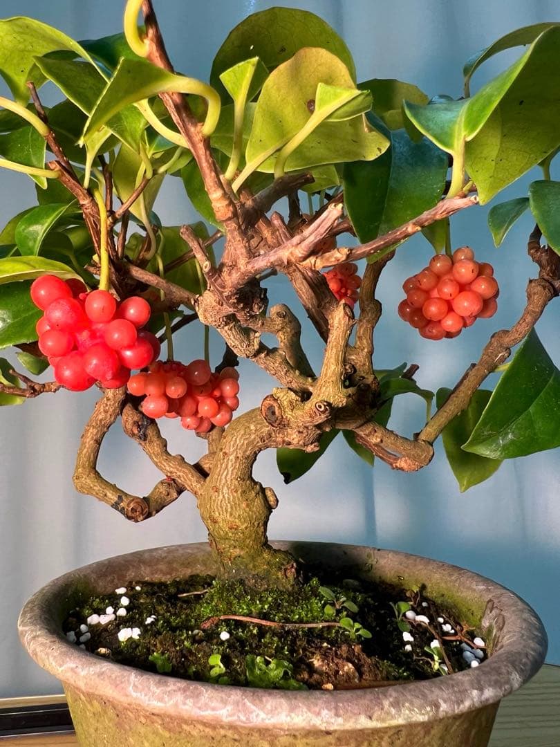 美男カズラ ビナンカズラ 珊瑚礁