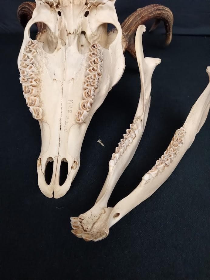 大型 角付頭骨標本】種名ニホンジカ オス 60Kg - メルカリ