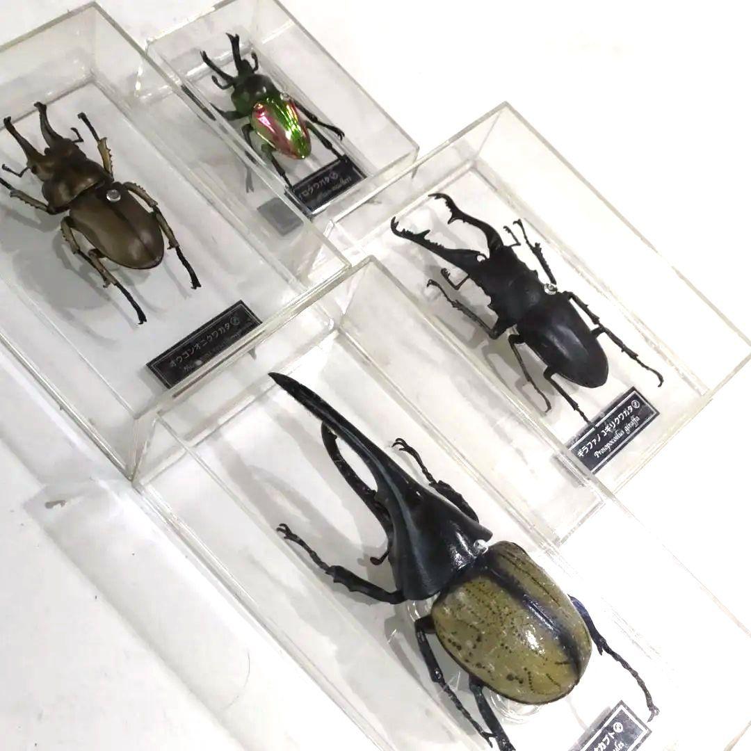 昆虫標本レアセットセール中！ - メルカリ