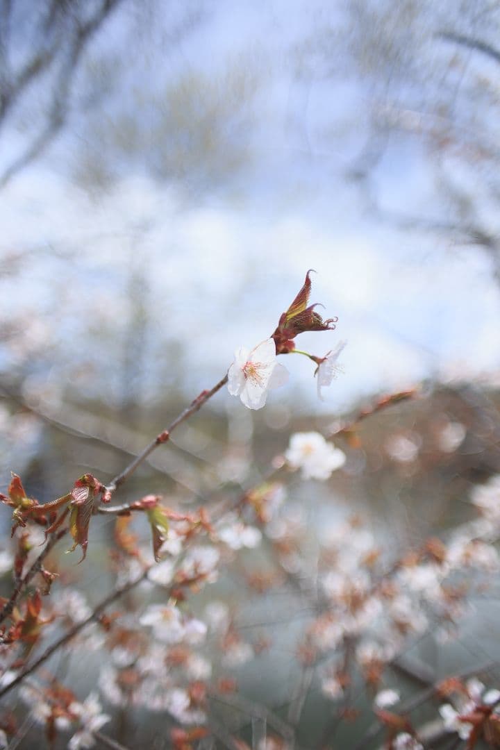 《希少》KINO PRECISION KIRON 28mm F2 MC【良品】