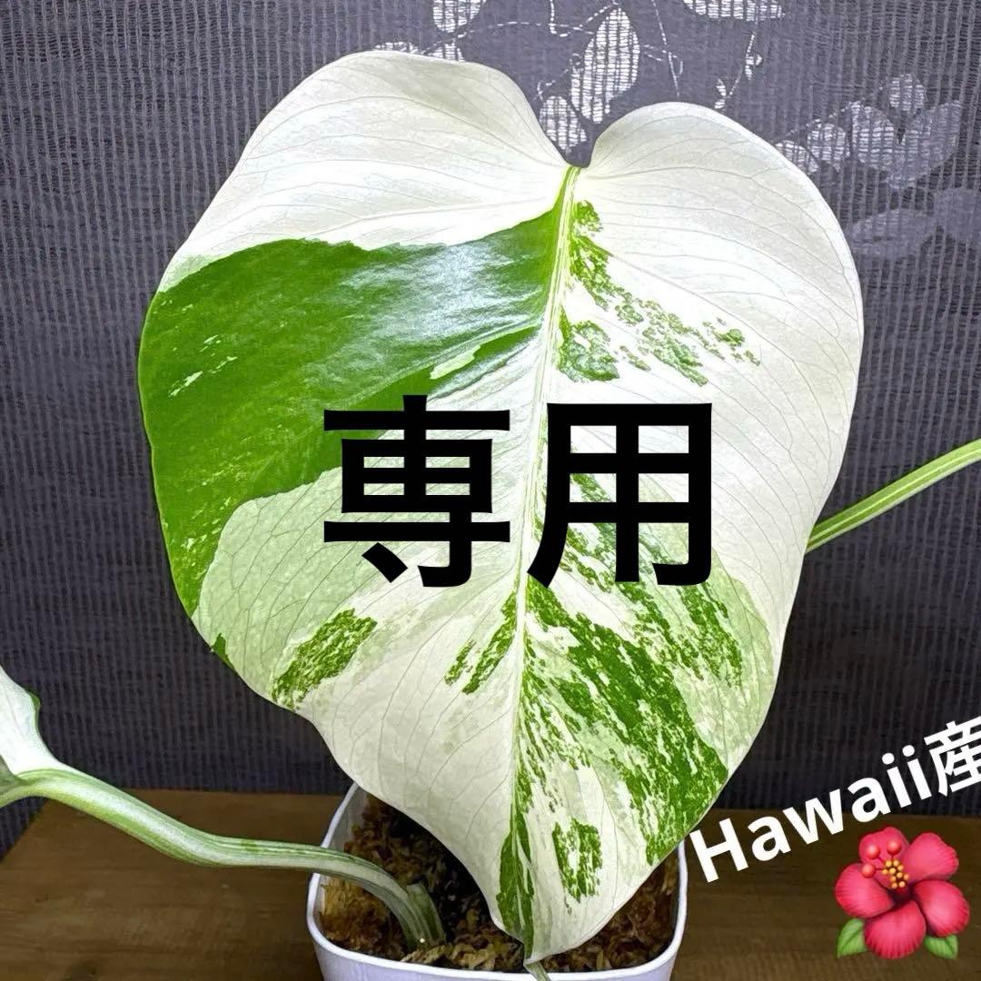 ☆希少☆ベゴニア マクラータ 斑入り 発根管理中