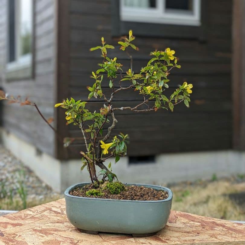 希少な樹種〈カロライナジャスミンの盆栽〉 - メルカリ