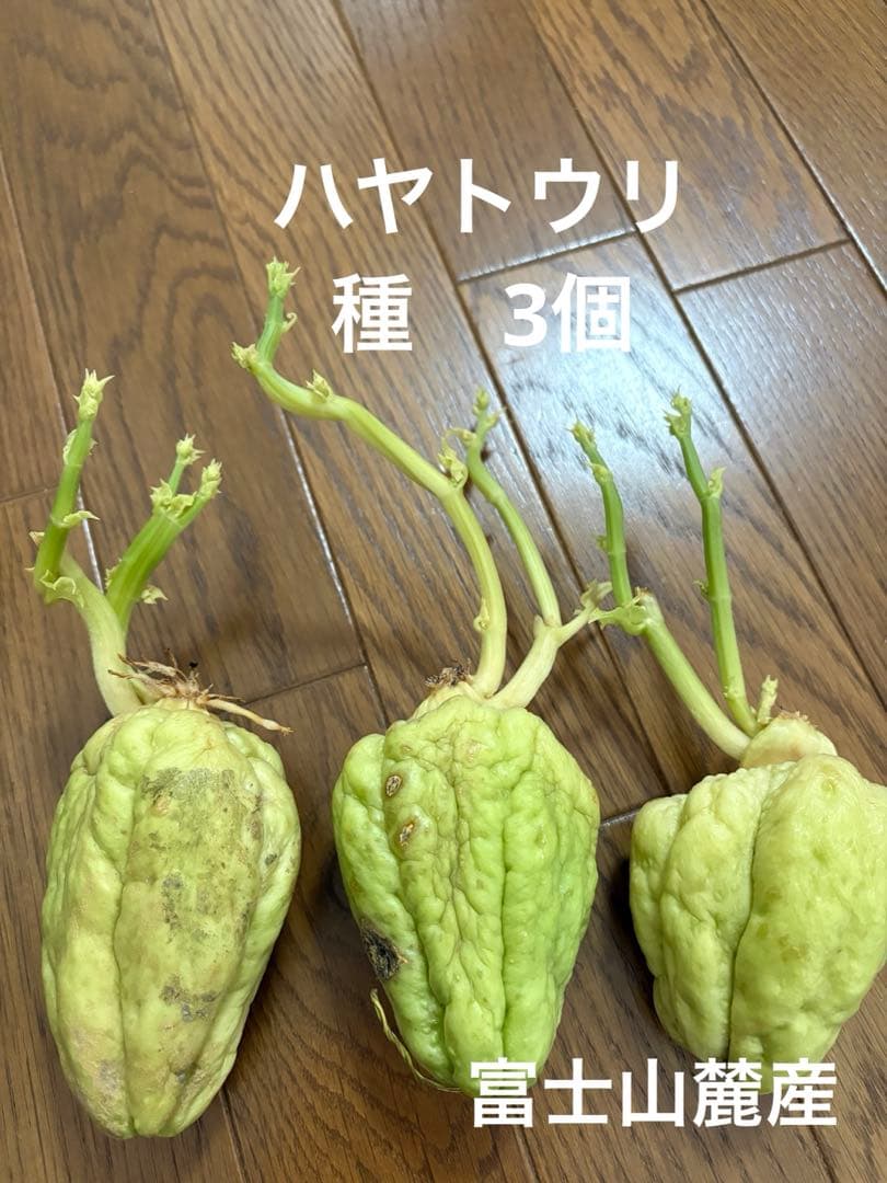 ハヤトウリ 種 苗 3個 富士山麓産 - メルカリ