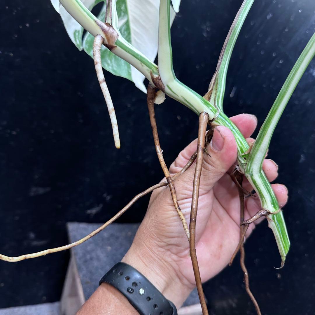 o*z様 斑入りモンステラホワイトタイガー47cm 大型葉 極美株