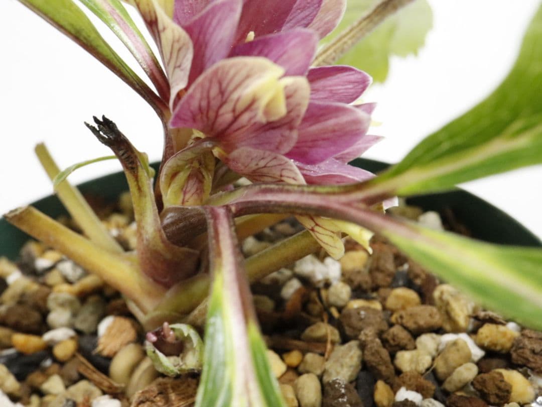 クリスマスローズ開花株 大木ナーセリー イリュージョン交配