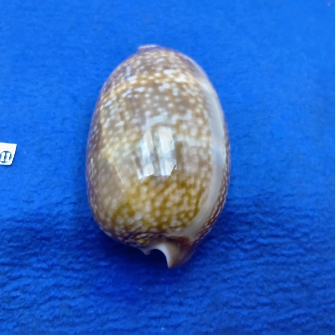 ⓯ -1貝標本シカダカラ