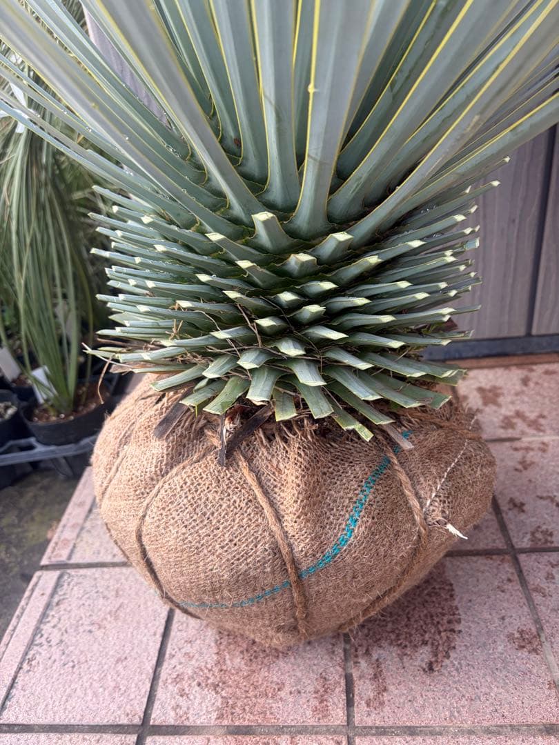 早いもの勝ち ユッカ ロストラータ 3 - メルカリ