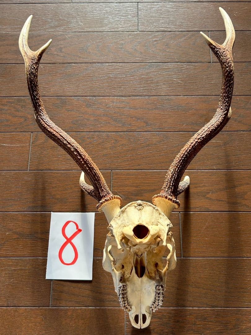 ⑧[1点もの] ハンティングトロフィー 鹿の角 頭蓋骨 日本鹿 スカル