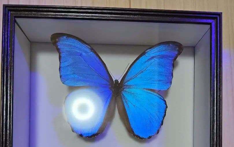 モルフォ蝶 標本 ディディウスモルフォ ディディウスモルフォ , 蝶の標本 販売・通販のNatureShop|モルフォや