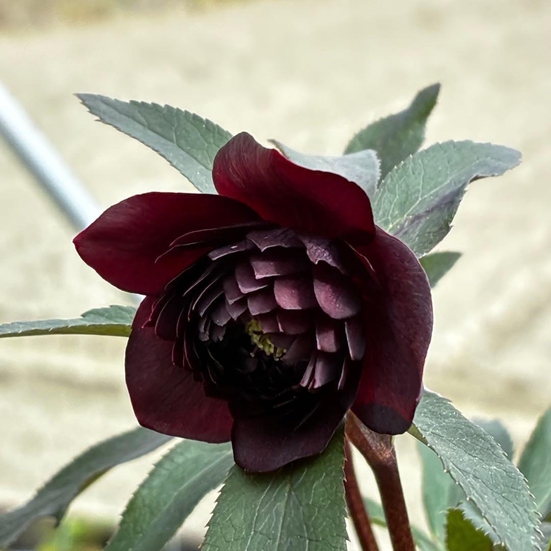 ま*こ様 3552☘️蕾花付き☘️親株☘️⭐️クレオパトラ⭐️小中輪⭐️超多弁⭐