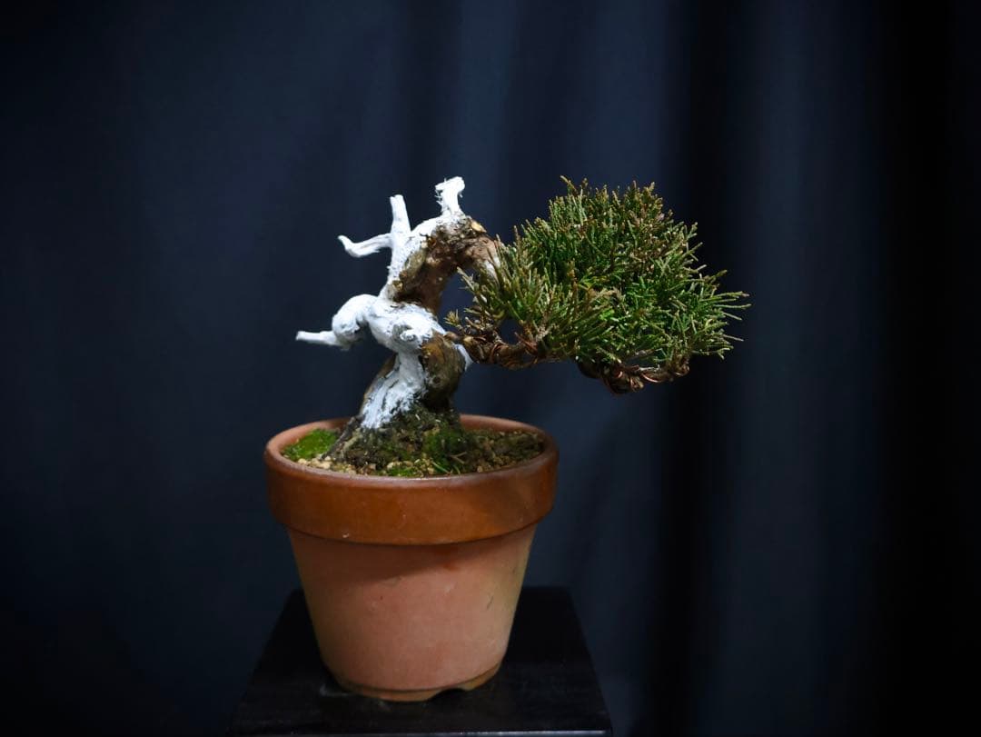 ひ*り様 フォロワー300人記念オークション 糸魚川真柏　葉性抜群　素材小品盆栽 楽天市場】糸魚川真柏 小品盆栽 （いよじ園） : いよじ園 楽天市場店