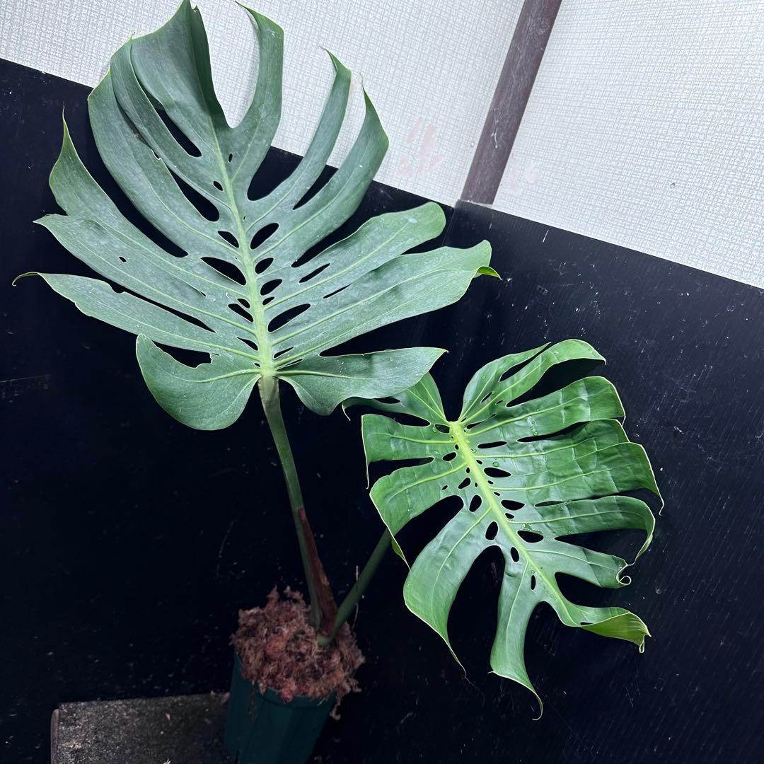 み*き様 モンステラデリシオーサマクロコズム超希少系統鉢植え72㎝ モンステラデリシオーサマクロコズム( Monstera Deliciosa Macrocosm