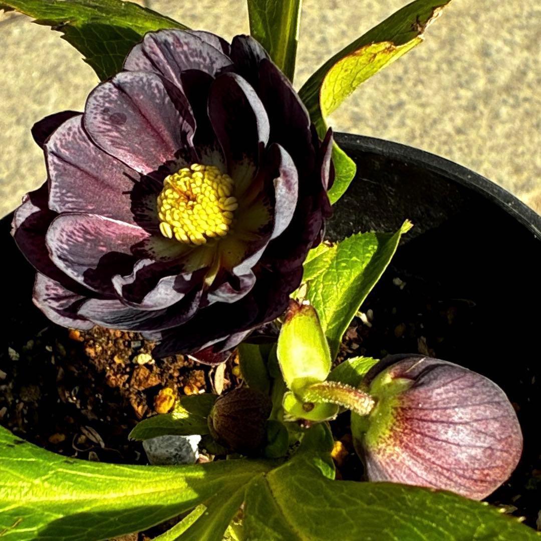 A*️様 3478☘️限定1株☘️未株分☘️花付☘️レア☘️スモーキーダーク⭐️