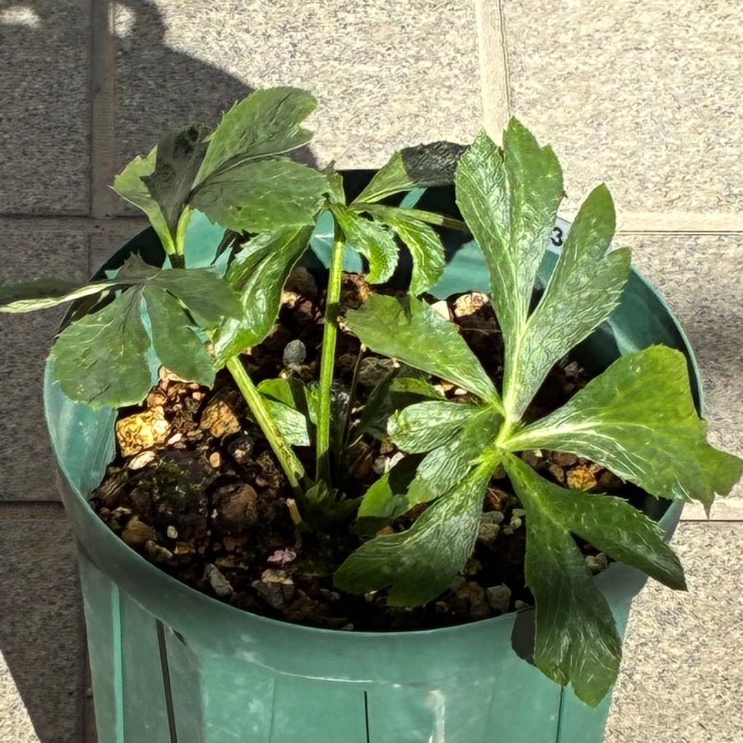 ガ*ル様 ☘️限定1株☘️未株分け☘️極上☘️3352⭐️真ブラック⭐️激スレー