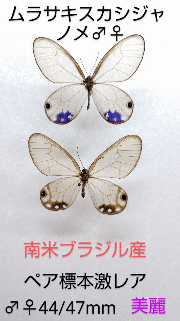 ムラサキスカシジャノメ ペア標本★南米ブラジル産★美麗紫色♀稀個体貴重 スカシジャノメ族のページ
