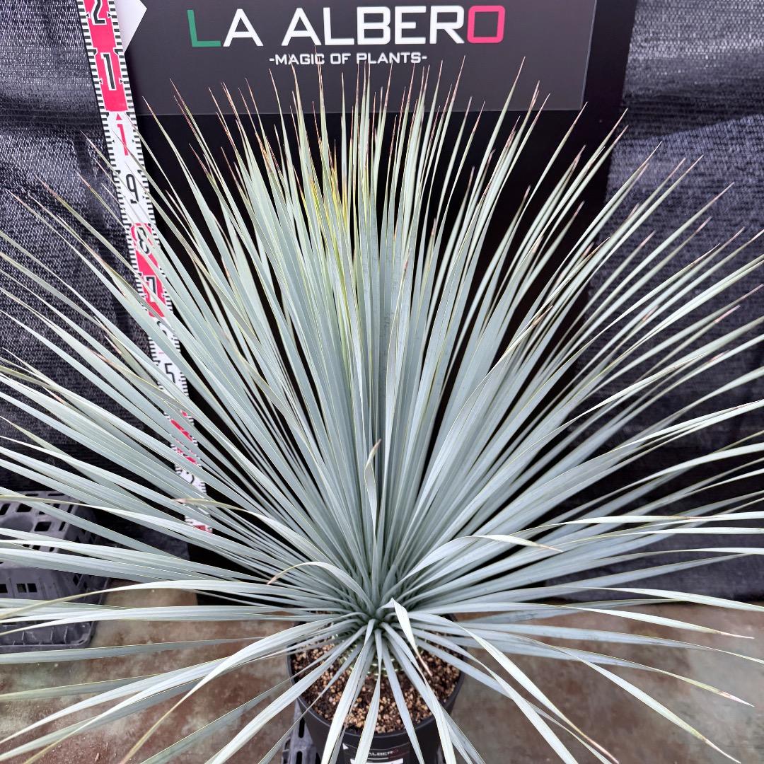 AL1206】ユッカ ロストラータ ランチョブルー（品種名） - メルカリ