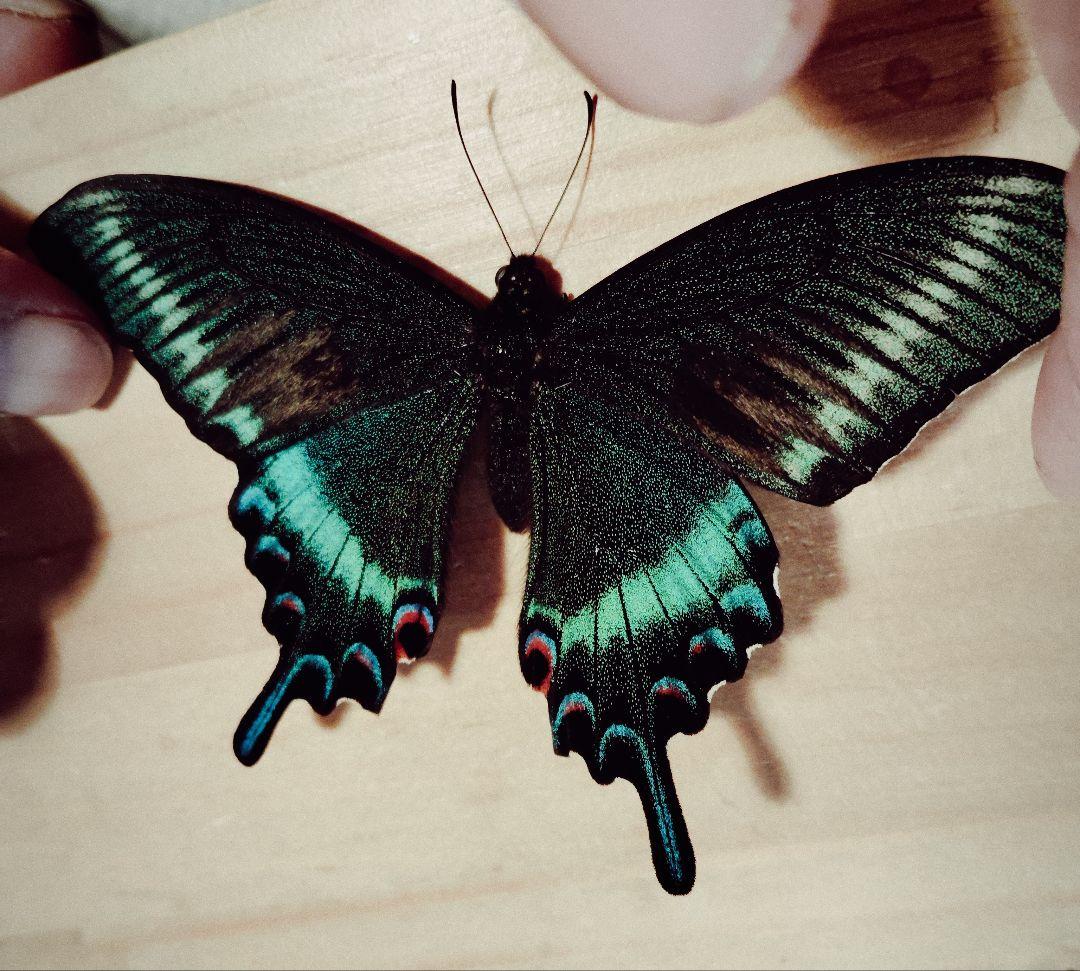 北海道産みやまからす揚羽　春型　未展翅　オス300頭 北海道産みやまからす揚羽 春型 未展翅 オス300頭 北海道産みやまから