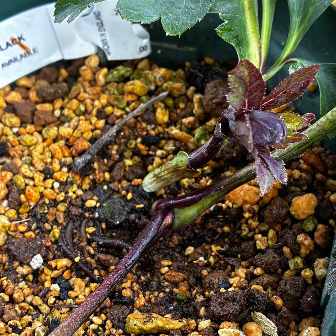 t*k様 3578☘️蕾花タグ付き☘️6号ロング☘️2年間管理☘️Ashwood